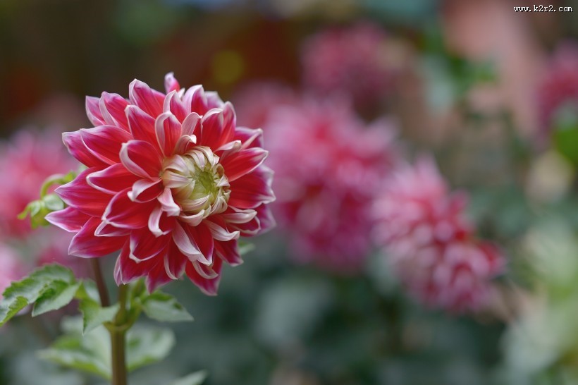 大丽花图片大全