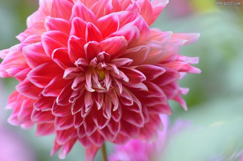 大丽花图片大全