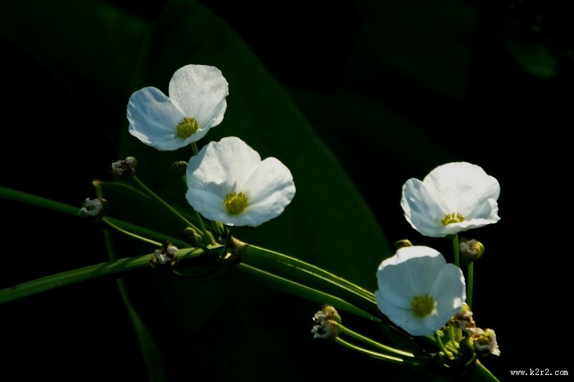 不知名的白色小野花图片
