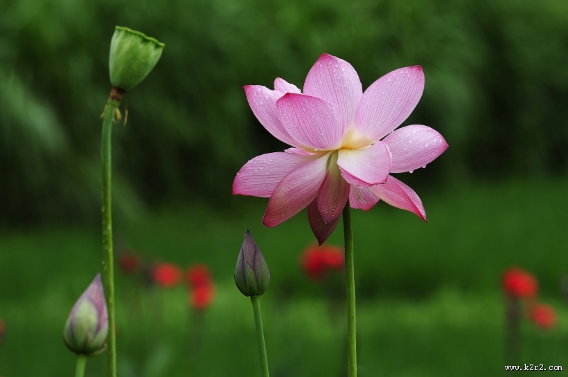多姿多彩的荷花图片大全