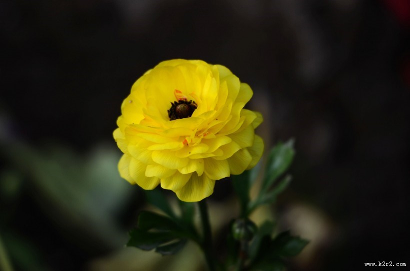 花毛茛图片大全