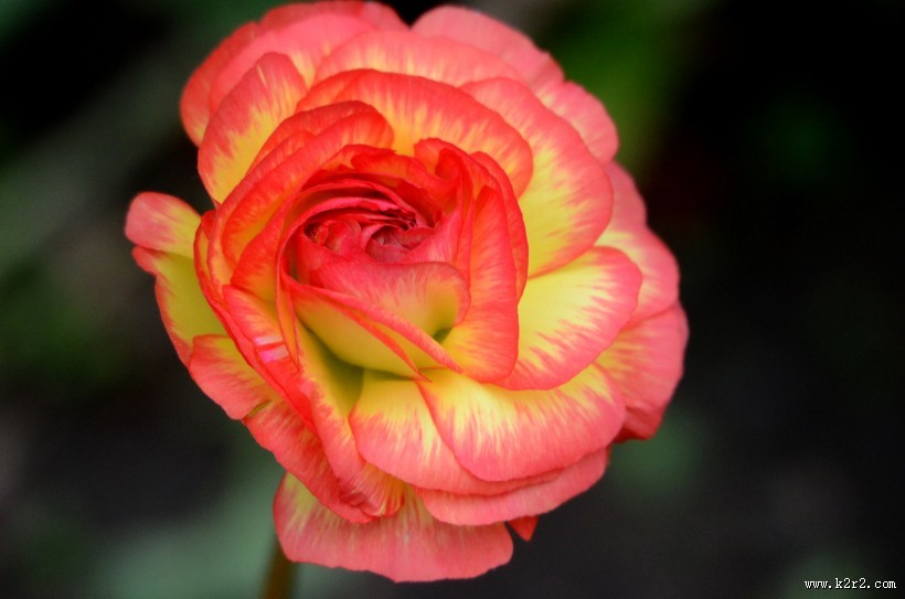 花毛茛图片大全