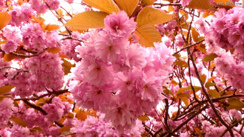 绚烂的粉色樱花图片大全