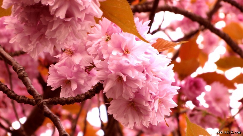绚烂的粉色樱花图片大全