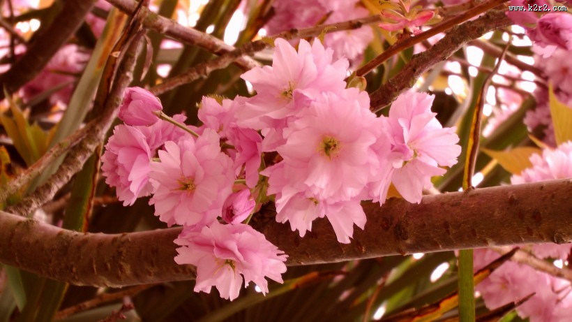 绚烂的粉色樱花图片大全