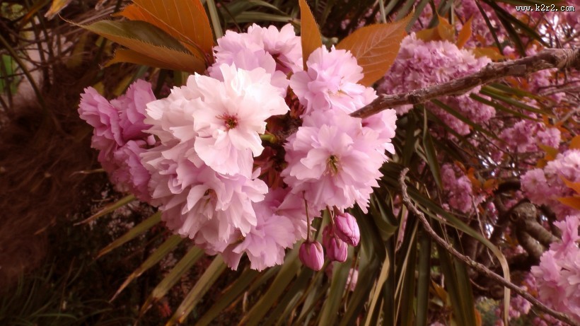 绚烂的粉色樱花图片大全