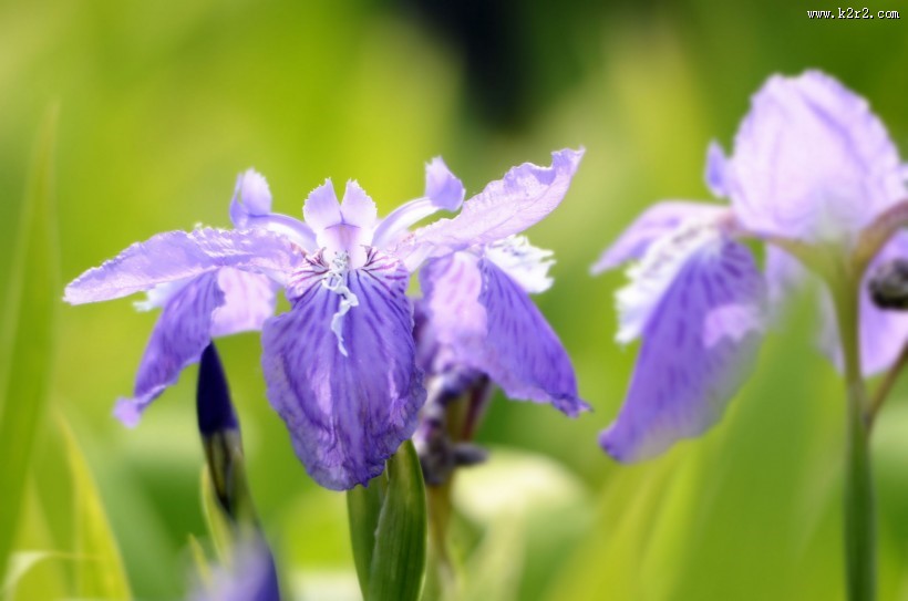 鸢尾花图片