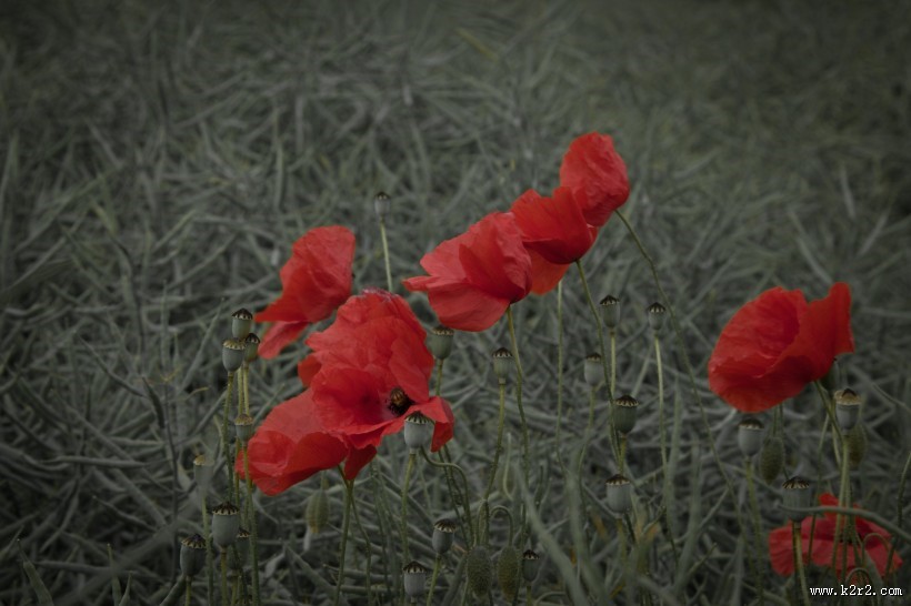 罂粟花图片