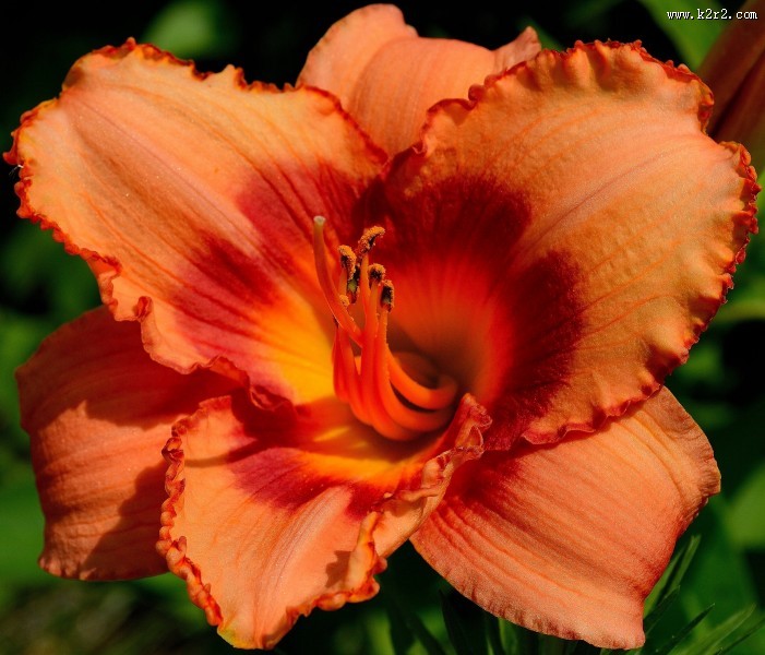 黄花菜图片大全