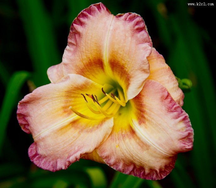 黄花菜图片大全