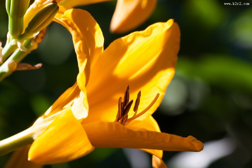 黄花菜图片大全