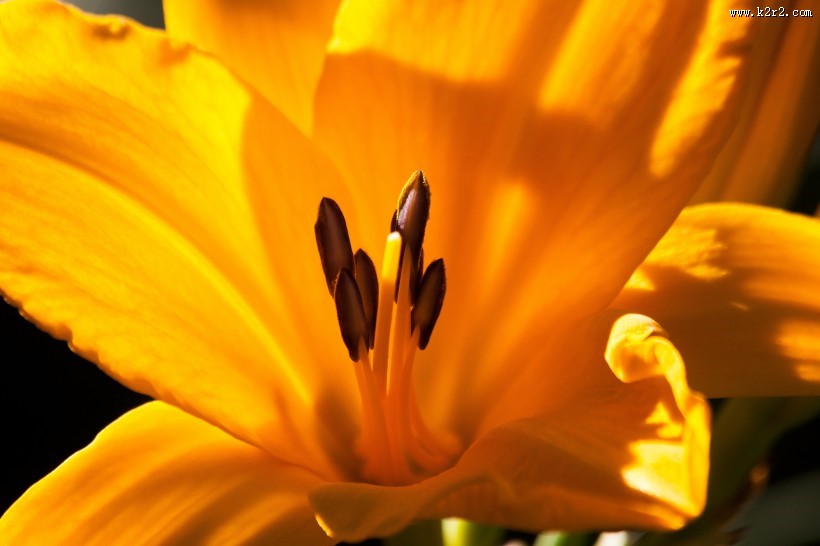 黄花菜图片大全