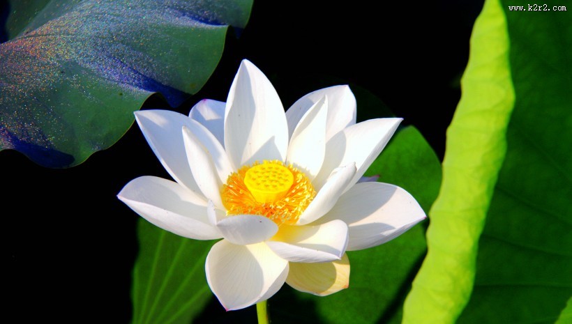 娇艳的荷花图片