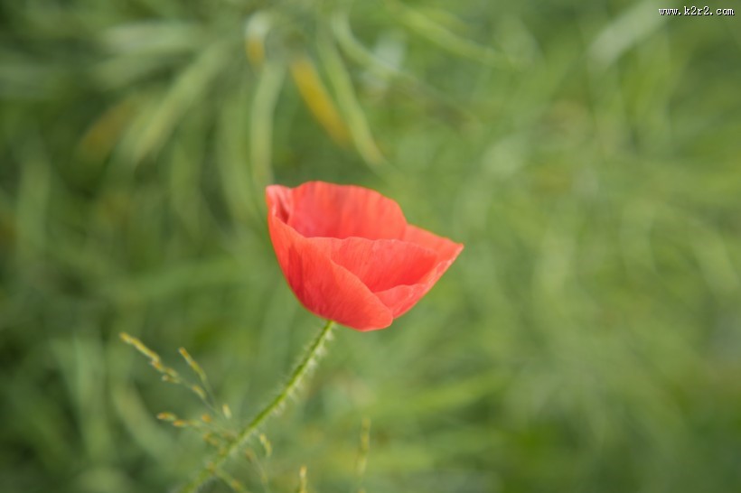 红色罂粟花图片