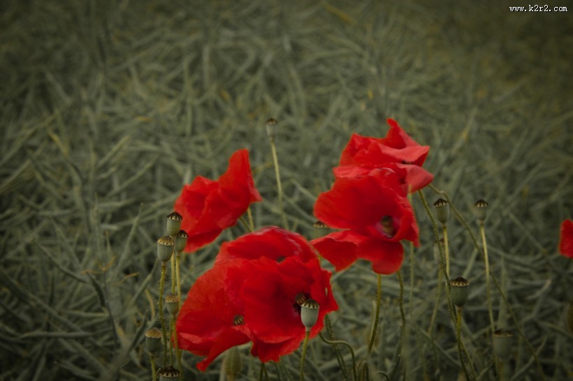 红色罂粟花图片