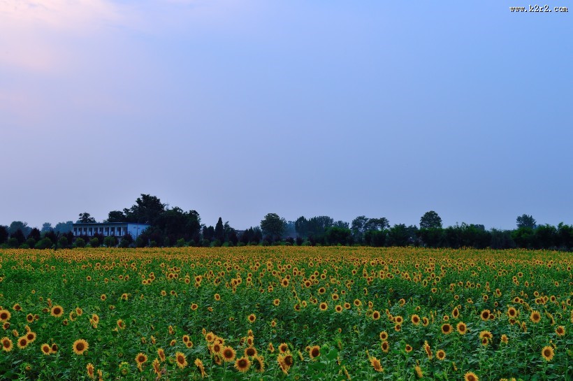唯美的金葵花图片