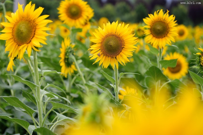 唯美的金葵花图片
