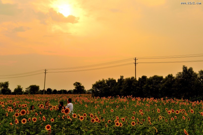唯美的金葵花图片