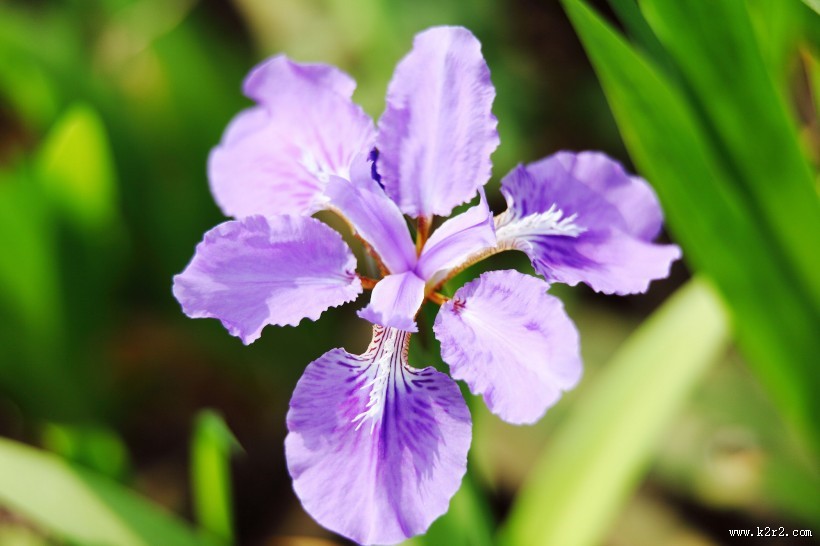 鸢尾花图片大全