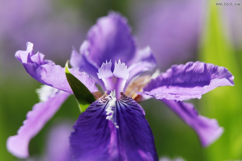 鸢尾花图片大全