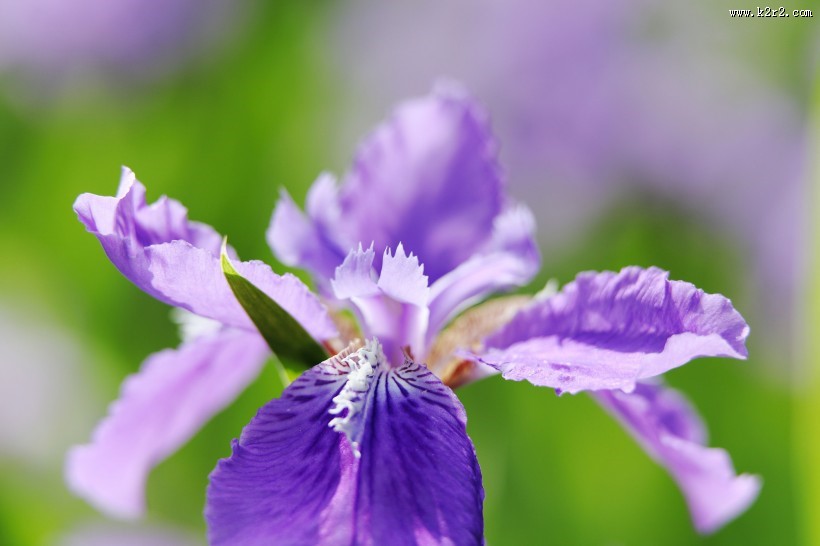 鸢尾花图片大全