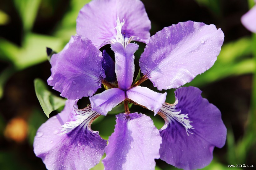 鸢尾花图片大全
