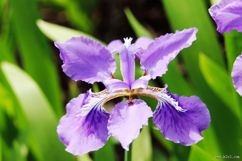 鸢尾花图片大全