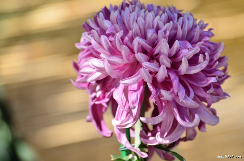 秋天的菊花图片