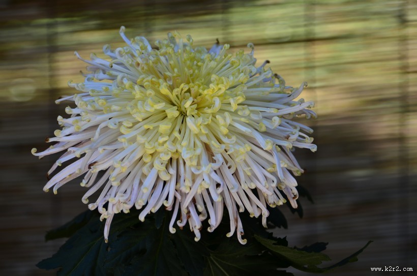 秋天的菊花图片