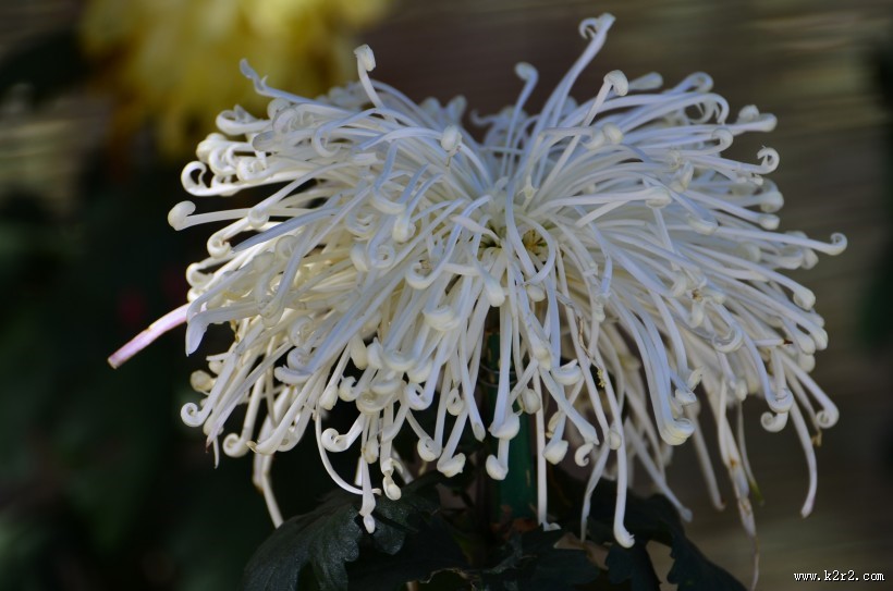 秋天的菊花图片