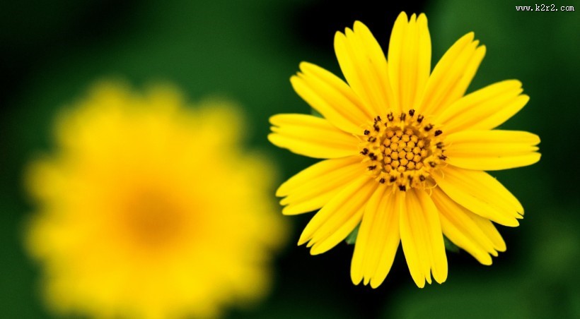 向日葵图片一组