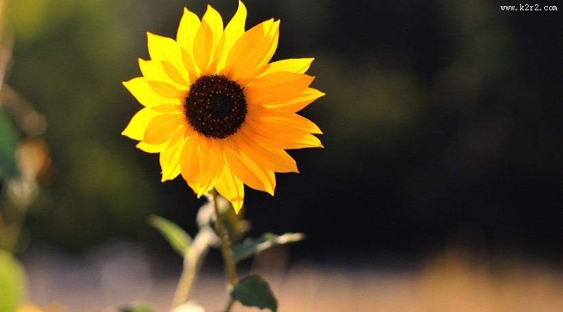 向日葵图片一组