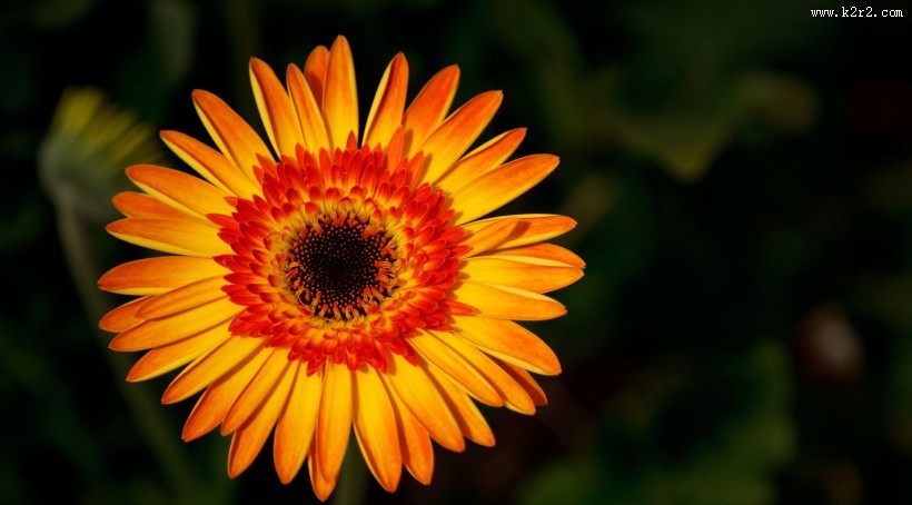 向日葵图片一组