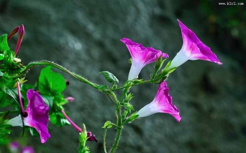 牵牛花图片大全