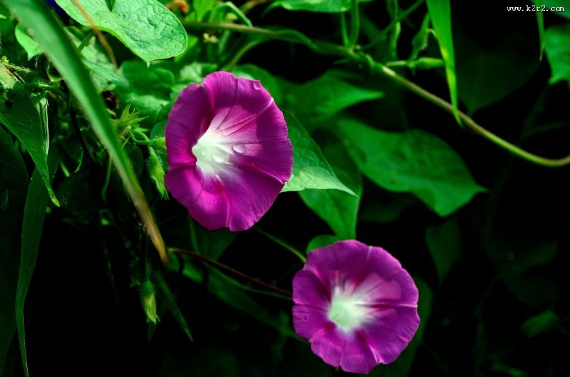 牵牛花图片大全