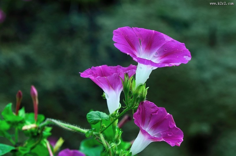 牵牛花图片大全