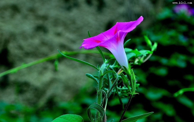 牵牛花图片大全