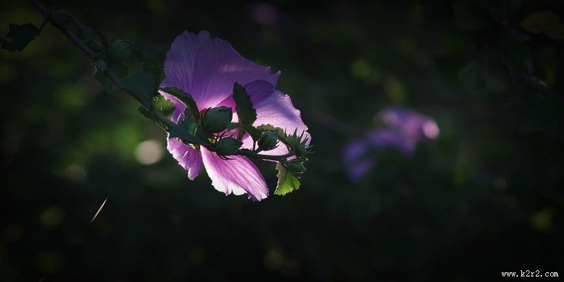 逆光下的木槿花图片