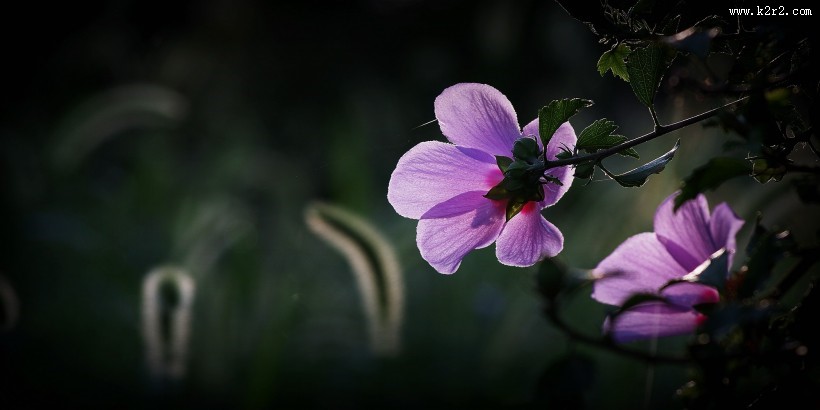 逆光下的木槿花图片