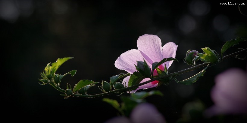 逆光下的木槿花图片
