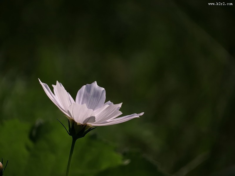 格桑花图片大全