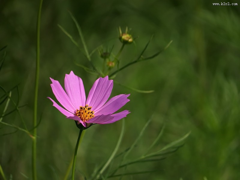 格桑花图片大全