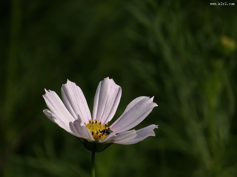 格桑花图片大全