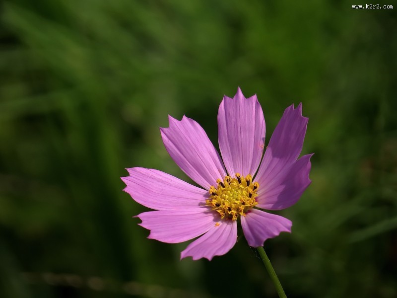 格桑花图片大全