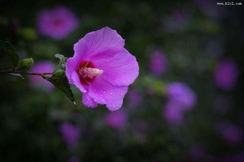 雨后木槿花图片
