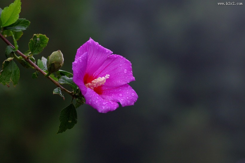 雨后木槿花图片