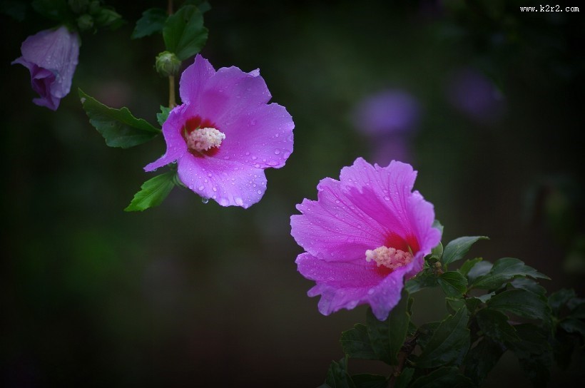 雨后木槿花图片