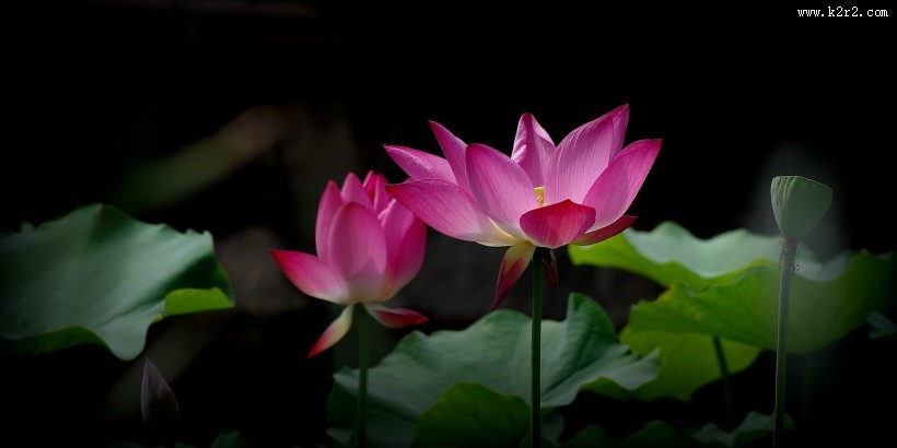 娇艳的荷花图片莲花图片