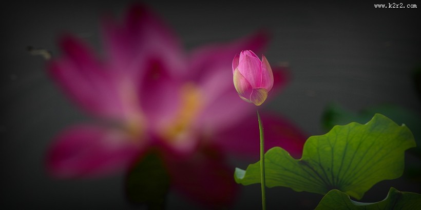 娇艳的荷花图片莲花图片