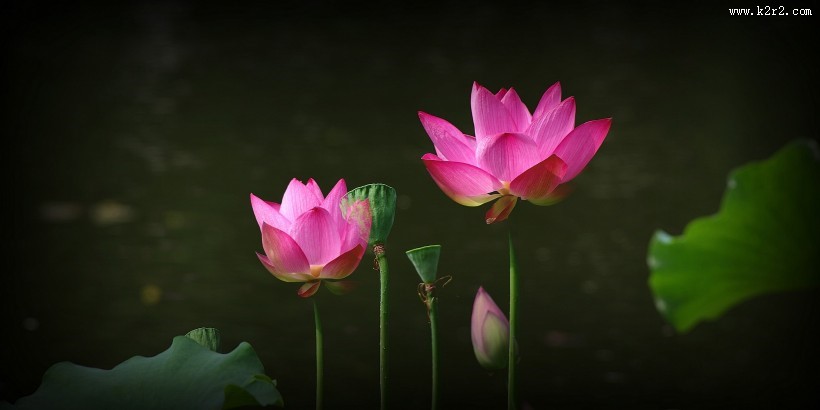 娇艳的荷花图片莲花图片